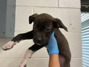 BRONNY -  Pit Bull Terrier Dog for Adoption in San Bernardino, California - BRONNY | PetCurious
