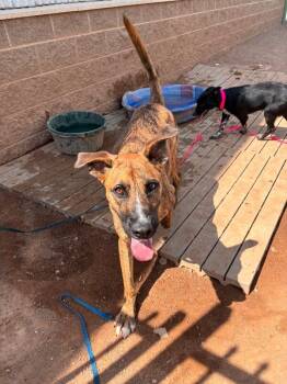 Duke -  Mixed Breed Dog for Adoption in Hobbs, New Mexico - Duke | PetCurious
