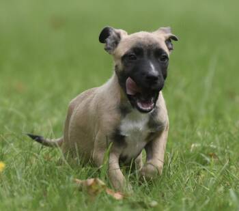 Sawyer -  Terrier and Boxer Dog for Adoption in Mechanicsburg, Pennsylvania - Sawyer | PetCurious