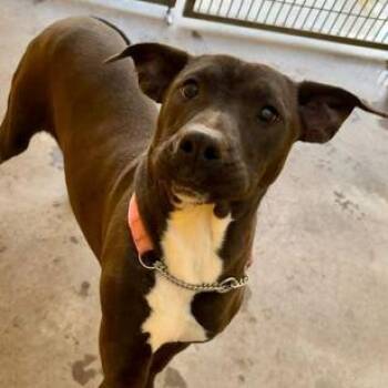 Mixed Breed Dogs Available for Adoption - ELLA | PetCurious