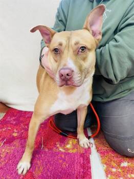 Rescue Feist and American Staffordshire Terrier Dogs for Adoption in Chester, South Carolina - BENITO | PetCurious