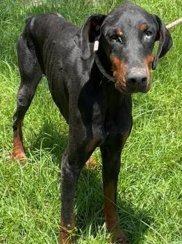 Bandit -  Doberman Pinscher Dog for Adoption in Swainsboro, Georgia - Bandit | PetCurious