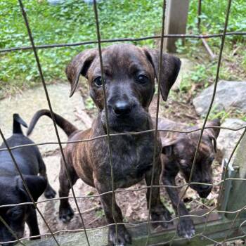 Kanga -  Mountain Cur and Hound Dog for Adoption in Mount Bethel, Pennsylvania - Kanga | PetCurious