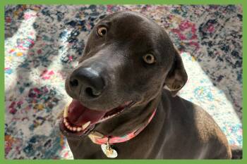 Dolly -  Weimaraner and Labrador Retriever Dog for Adoption in Amherst, Massachusetts - Dolly | PetCurious