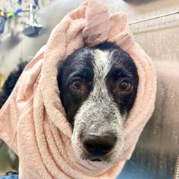 Confetti Sunset 14215 -  Border Collie Dog for Adoption in San Francisco, California - Confetti Sunset 14215 | PetCurious