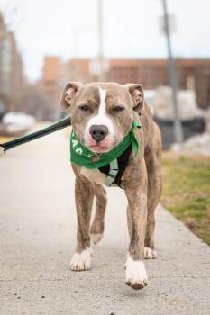 Pit Bull Terrier Dogs Available for Adoption - Ronnie | PetCurious