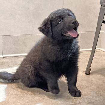 Leprechaun -  Mixed Breed Dog for Adoption in Hailey, Idaho - Leprechaun | PetCurious