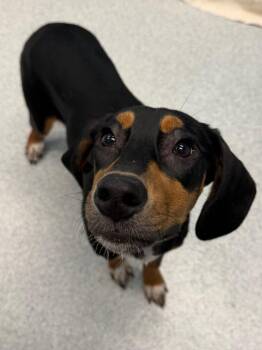 Beetle -  Hound and Mixed Breed Dog for Adoption in Frankfort, Kentucky - Beetle | PetCurious