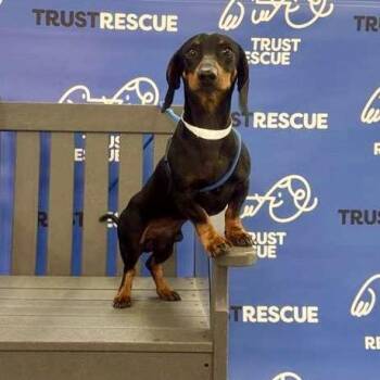 Dachshund Dogs Available for Adoption in Waterford, New Jersey - CLYDE | PetCurious
