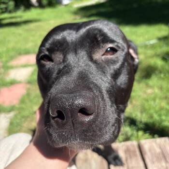 Bonnie -  Mixed Breed Dog for Adoption in West Olive, Michigan - Bonnie | PetCurious