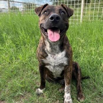 Tom -  Pit Bull Terrier and Mixed Breed Dog for Adoption in Houston, Texas - Tom | PetCurious