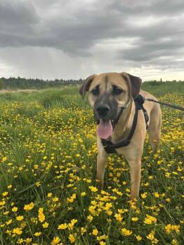 Rescue Husky and Black Mouth Cur Dogs for Adoption in Abbotsford, British Columbia - Breeze | PetCurious