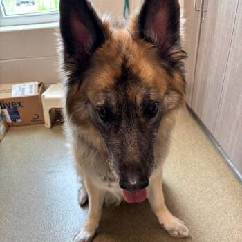 German Shepherd Dog Dogs Available for Adoption in Council Bluffs, Iowa - Teddy | PetCurious