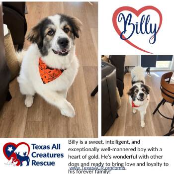Billy -  Great Pyrenees Dog for Adoption in Alvarado, Texas - Billy | PetCurious