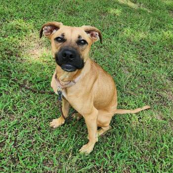Black Mouth Cur and Mixed Breed Dogs Available for Adoption in Houston, Texas - Tula | PetCurious