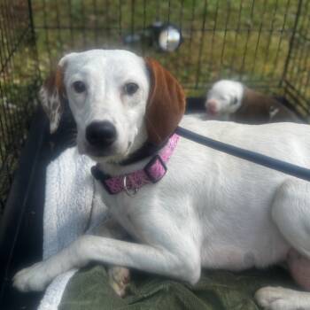 Rescue Hound Dogs for Adoption in West Plains, Missouri - Goldilocks | PetCurious