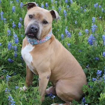 Mateo -  Pit Bull Terrier Dog for Adoption in Klein, Texas - Mateo | PetCurious
