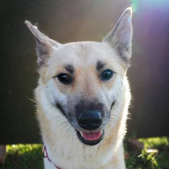 Mixed Breed Dogs Available for Adoption - Chips | PetCurious