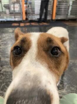 Corey -  Mixed Breed Dog for Adoption in Cincinnati, Ohio - Corey | PetCurious