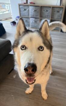 Rescue Siberian Husky Dogs for Adoption in Menifee, California - Coco | PetCurious