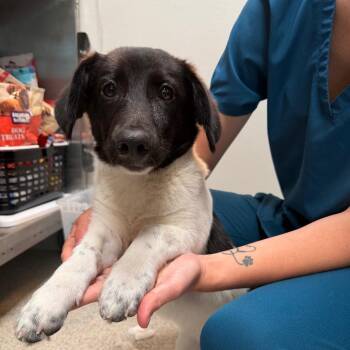 Cardigan Welsh Corgi and Mixed Breed Dogs Available for Adoption in Englewood, Florida - Shirley | PetCurious