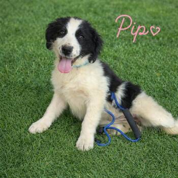 Australian Shepherd and Mixed Breed Dogs Available for Adoption in Hohenwald, Tennessee - Pip | PetCurious