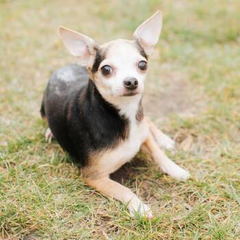 Rescue Chihuahua Dogs for Adoption in Northbrook, Illinois - Guppie | PetCurious