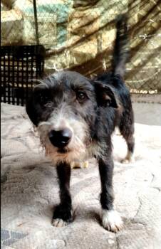 Tomi -  Scottish Deerhound and Schnauzer Dog for Adoption in Ramona, California - Tomi | PetCurious