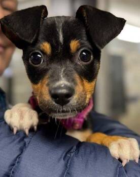 Hazel -  Miniature Pinscher and Chihuahua Dog for Adoption in Bedford Hills, New York - Hazel | PetCurious