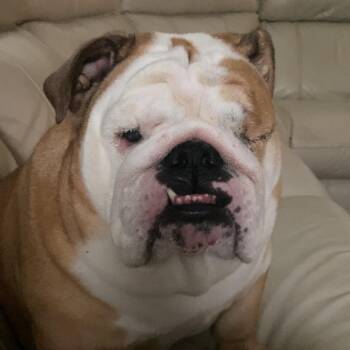 Daisy 8091 -  English Bulldog Dog for Adoption in Loxahatchee Groves, Florida - Daisy 8091 | PetCurious