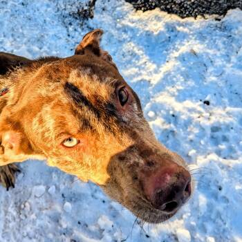 Catahoula Leopard Dog and Mixed Breed Dogs Available for Adoption - Wolfie | PetCurious