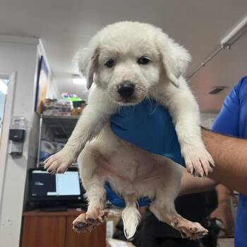Gojo -  Great Pyrenees and Mixed Breed Dog for Adoption in Edinburg, Texas - Gojo | PetCurious