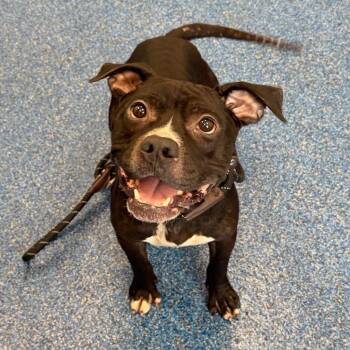 BUGG the Adorable 6 years old 35 Perfect Pounds -  American Bully Dog for Adoption in Charlottesville, Virginia - BUGG The Adorable 6 Years Old 35 Perfect Pounds | PetCurious