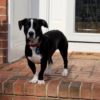 Rescue Basset Hound and Beagle Dogs for Adoption in Durham, North Carolina - Apollo Eros | PetCurious