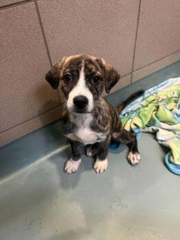 Mixed Breed Dogs Available for Adoption - Bibble | PetCurious