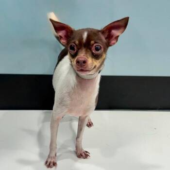 Vulpix -  Chihuahua Dog for Adoption in Portland, Oregon - Vulpix | PetCurious