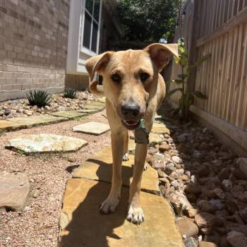 Shirley -  Black Mouth Cur and Labrador Retriever Dog for Adoption in Klein, Texas - Shirley | PetCurious
