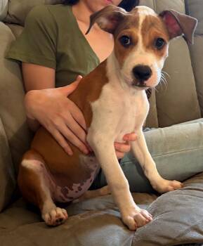 Cruella -  Mixed Breed Dog for Adoption in St. Augustine, Florida - Cruella | PetCurious