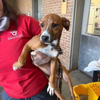 Dojo -  Pit Bull Terrier Dog for Adoption in Birmingham, Alabama - Dojo | PetCurious