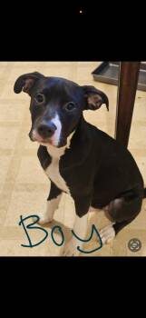 Rescue Pit Bull Terrier Dogs for Adoption in Tallulah, Louisiana - Smokey & Co | PetCurious