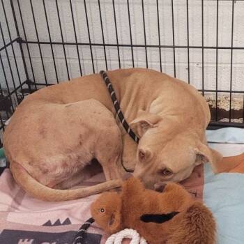 Rescue Pit Bull Terrier Dogs for Adoption in East St. Louis, Illinois - Clamato | PetCurious