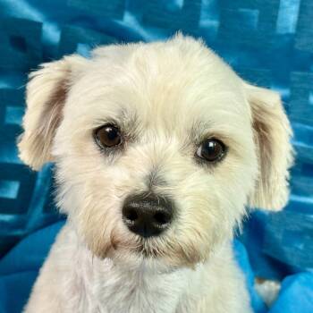 Jasper -  Maltipoo Dog for Adoption in Hondo, Texas - Jasper | PetCurious