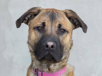 Mixed Breed Dogs Available for Adoption in Longmont, Colorado - Kobe | PetCurious