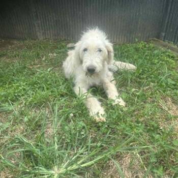 Brodie -  Labradoodle Dog for Adoption in Lancaster, Kentucky - Brodie | PetCurious