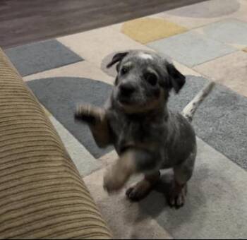 KB -  Australian Cattle Dog Blue Heeler Dog for Adoption in Liverpool, Texas - KB | PetCurious