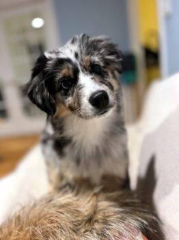 Australian Shepherd Dogs Available for Adoption - Mocha | PetCurious