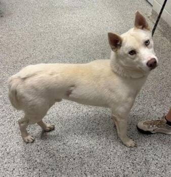 Nikoli -  Siberian Husky and Mixed Breed Dog Available for Adoption in Kansas City, Missouri - Nikoli | PetCurious
