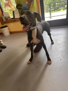Atlas -  Greyhound and Great Dane Dog for Adoption in Lawrenceburg, Tennessee - Atlas | PetCurious