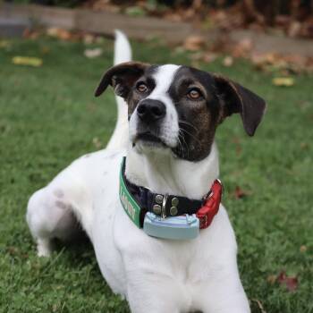 Rescue Mixed Breed and Pointer Dogs for Adoption in Mississauga, Ontario - Zoe | PetCurious