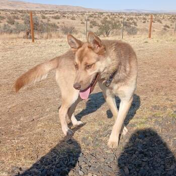 Cinnamon -  Husky and Mixed Breed Dog for Adoption in Tacoma, Washington - Cinnamon | PetCurious